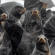 Fur seals on Bogoslof.